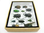 Echte tropische Insekten - Einzelstück - im 3D M-Schaukasten - Wandbild 7-A-M-22 – Bild 8