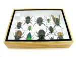 Echte tropische Insekten - Einzelstück - im 3D M-Schaukasten - Wandbild 7-A-M-22 – Bild 10
