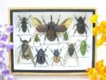 Echte tropische Insekten - Einzelstück - im 3D M-Schaukasten - Wandbild 6-A-M-23