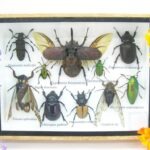 Echte tropische Insekten - Einzelstück - im 3D M-Schaukasten - Wandbild 6-A-M-23