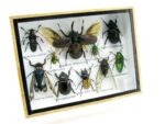Echte tropische Insekten - Einzelstück - im 3D M-Schaukasten - Wandbild 6-A-M-23 – Bild 2