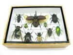 Echte tropische Insekten - Einzelstück - im 3D M-Schaukasten - Wandbild 6-A-M-23 – Bild 5