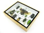 Echte tropische Insekten - Einzelstück - im 3D M-Schaukasten - Wandbild 6-A-M-23 – Bild 6