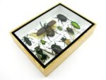 Echte tropische Insekten - Einzelstück - im 3D M-Schaukasten - Wandbild 6-A-M-23 – Bild 7