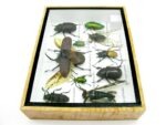 Echte tropische Insekten - Einzelstück - im 3D M-Schaukasten - Wandbild 6-A-M-23 – Bild 8