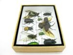 Echte tropische Insekten - Einzelstück - im 3D M-Schaukasten - Wandbild 6-A-M-23 – Bild 9