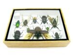 Echte tropische Insekten - Einzelstück - im 3D M-Schaukasten - Wandbild 6-A-M-23 – Bild 10