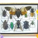 Echte tropische Insekten - Einzelstück - im 3D M-Schaukasten - Wandbild 4-A-M-24
