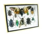 Echte tropische Insekten - Einzelstück - im 3D M-Schaukasten - Wandbild 4-A-M-24 – Bild 2