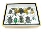Echte tropische Insekten - Einzelstück - im 3D M-Schaukasten - Wandbild 4-A-M-24 – Bild 5