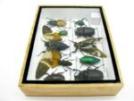 Echte tropische Insekten - Einzelstück - im 3D M-Schaukasten - Wandbild 4-A-M-24 – Bild 8