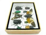Echte tropische Insekten - Einzelstück - im 3D M-Schaukasten - Wandbild 4-A-M-24 – Bild 9