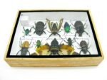 Echte tropische Insekten - Einzelstück - im 3D M-Schaukasten - Wandbild 4-A-M-24 – Bild 10