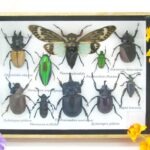 Echte tropische Insekten - Einzelstück - im 3D M-Schaukasten - Wandbild 5-A-M-25