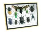 Echte tropische Insekten - Einzelstück - im 3D M-Schaukasten - Wandbild 5-A-M-25 – Bild 2