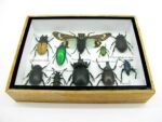 Echte tropische Insekten - Einzelstück - im 3D M-Schaukasten - Wandbild 5-A-M-25 – Bild 5