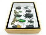 Echte tropische Insekten - Einzelstück - im 3D M-Schaukasten - Wandbild 5-A-M-25 – Bild 8