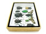 Echte tropische Insekten - Einzelstück - im 3D M-Schaukasten - Wandbild 5-A-M-25 – Bild 9