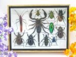 Echte tropische Insekten - Einzelstück - im 3D M-Schaukasten - Wandbild 8-A-M-26