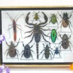 Echte tropische Insekten - Einzelstück - im 3D M-Schaukasten - Wandbild 8-A-M-26