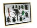 Echte tropische Insekten - Einzelstück - im 3D M-Schaukasten - Wandbild 8-A-M-26 – Bild 2