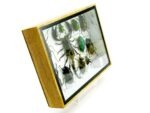 Echte tropische Insekten - Einzelstück - im 3D M-Schaukasten - Wandbild 8-A-M-26 – Bild 3