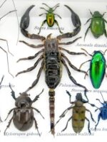 Echte tropische Insekten - Einzelstück - im 3D M-Schaukasten - Wandbild 8-A-M-26 – Bild 4