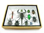Echte tropische Insekten - Einzelstück - im 3D M-Schaukasten - Wandbild 8-A-M-26 – Bild 5