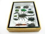 Echte tropische Insekten - Einzelstück - im 3D M-Schaukasten - Wandbild 8-A-M-26 – Bild 8