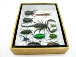 Echte tropische Insekten - Einzelstück - im 3D M-Schaukasten - Wandbild 8-A-M-26 – Bild 9