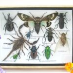 Echte tropische Insekten - Einzelstück - im 3D M-Schaukasten - Wandbild 4-A-M-27