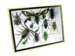 Echte tropische Insekten - Einzelstück - im 3D M-Schaukasten - Wandbild 4-A-M-27 – Bild 2