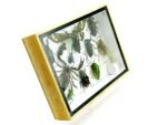 Echte tropische Insekten - Einzelstück - im 3D M-Schaukasten - Wandbild 4-A-M-27 – Bild 3