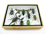 Echte tropische Insekten - Einzelstück - im 3D M-Schaukasten - Wandbild 4-A-M-27 – Bild 5