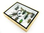 Echte tropische Insekten - Einzelstück - im 3D M-Schaukasten - Wandbild 4-A-M-27 – Bild 6