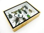 Echte tropische Insekten - Einzelstück - im 3D M-Schaukasten - Wandbild 4-A-M-27 – Bild 7