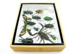 Echte tropische Insekten - Einzelstück - im 3D M-Schaukasten - Wandbild 4-A-M-27 – Bild 8