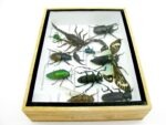 Echte tropische Insekten - Einzelstück - im 3D M-Schaukasten - Wandbild 4-A-M-27 – Bild 9