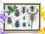 Echte tropische Insekten - Einzelstück - im 3D M-Schaukasten - Wandbild 5-A-M-28