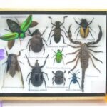Echte tropische Insekten - Einzelstück - im 3D M-Schaukasten - Wandbild 5-A-M-28