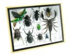 Echte tropische Insekten - Einzelstück - im 3D M-Schaukasten - Wandbild 5-A-M-28 – Bild 2