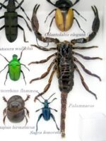 Echte tropische Insekten - Einzelstück - im 3D M-Schaukasten - Wandbild 5-A-M-28 – Bild 4