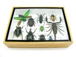 Echte tropische Insekten - Einzelstück - im 3D M-Schaukasten - Wandbild 5-A-M-28 – Bild 5