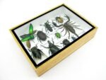 Echte tropische Insekten - Einzelstück - im 3D M-Schaukasten - Wandbild 5-A-M-28 – Bild 7