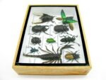 Echte tropische Insekten - Einzelstück - im 3D M-Schaukasten - Wandbild 5-A-M-28 – Bild 9