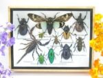 Echte tropische Insekten - Einzelstück - im 3D M-Schaukasten - Wandbild 3-A-M-29