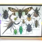 Echte tropische Insekten - Einzelstück - im 3D M-Schaukasten - Wandbild 3-A-M-29