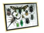 Echte tropische Insekten - Einzelstück - im 3D M-Schaukasten - Wandbild 3-A-M-29 – Bild 2