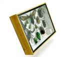 Echte tropische Insekten - Einzelstück - im 3D M-Schaukasten - Wandbild 3-A-M-29 – Bild 3