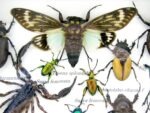 Echte tropische Insekten - Einzelstück - im 3D M-Schaukasten - Wandbild 3-A-M-29 – Bild 4